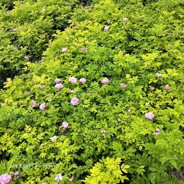 大量四季玫瑰，紫叶矮樱