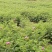 大量四季玫瑰，紫叶矮樱