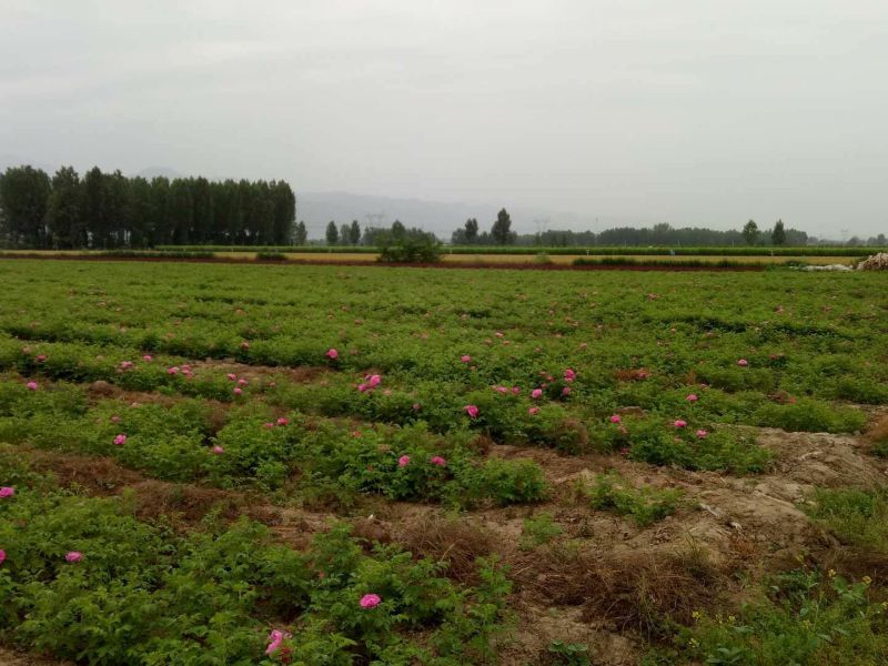 大量四季玫瑰，紫叶矮樱