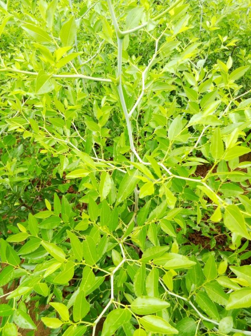 大枣树苗冬枣苗脆枣苗南北方种植新品种大枣苗