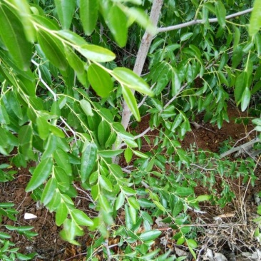 大枣树苗冬枣苗脆枣苗南北方种植新品种大枣苗