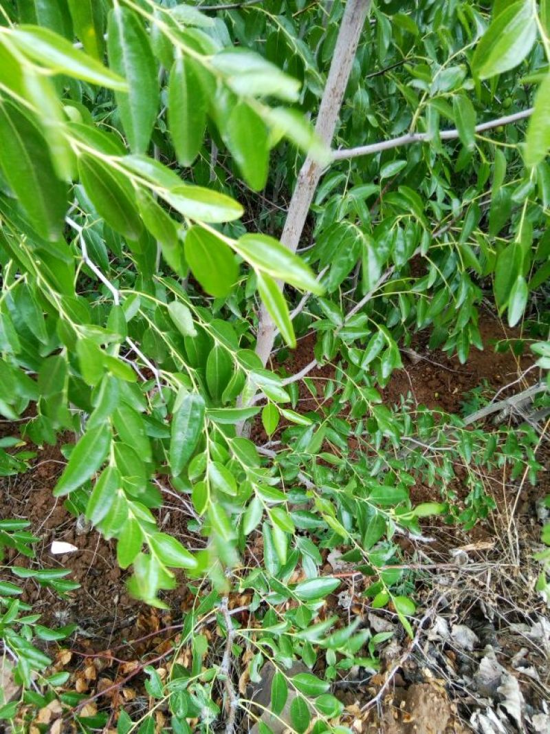 大枣树苗冬枣苗脆枣苗南北方种植新品种大枣苗