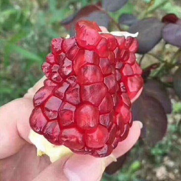 突尼斯软籽石榴3两~5两