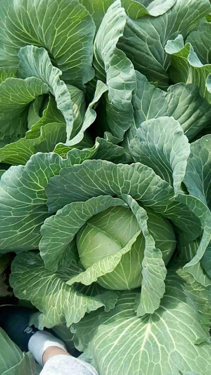 京丰一号扁包菜