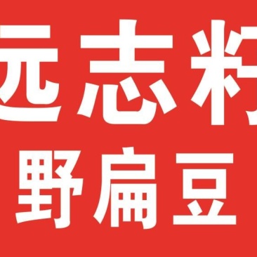 产地直供远志种子