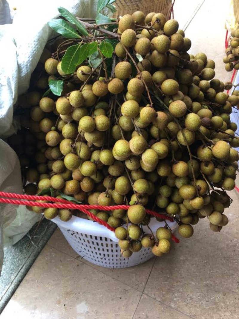 龙眼石硖储良