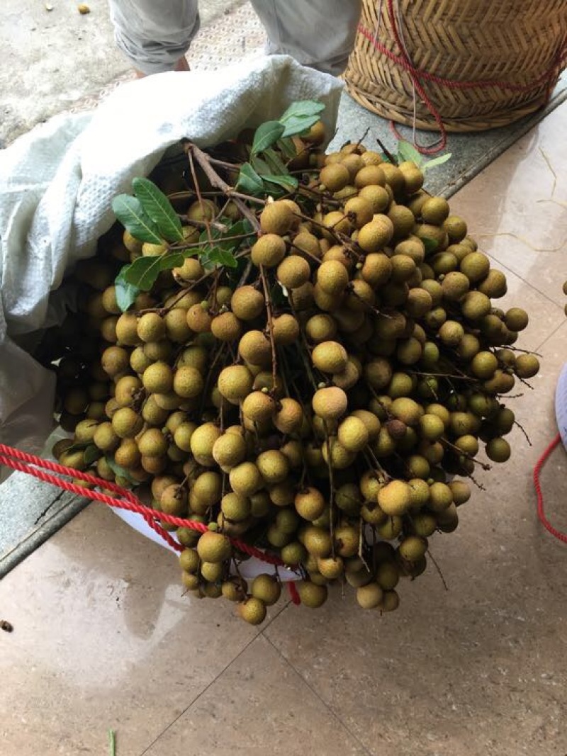 龙眼石硖储良