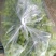 维多利亚葡萄。电商。批发，零售。超市。欢迎客商联系