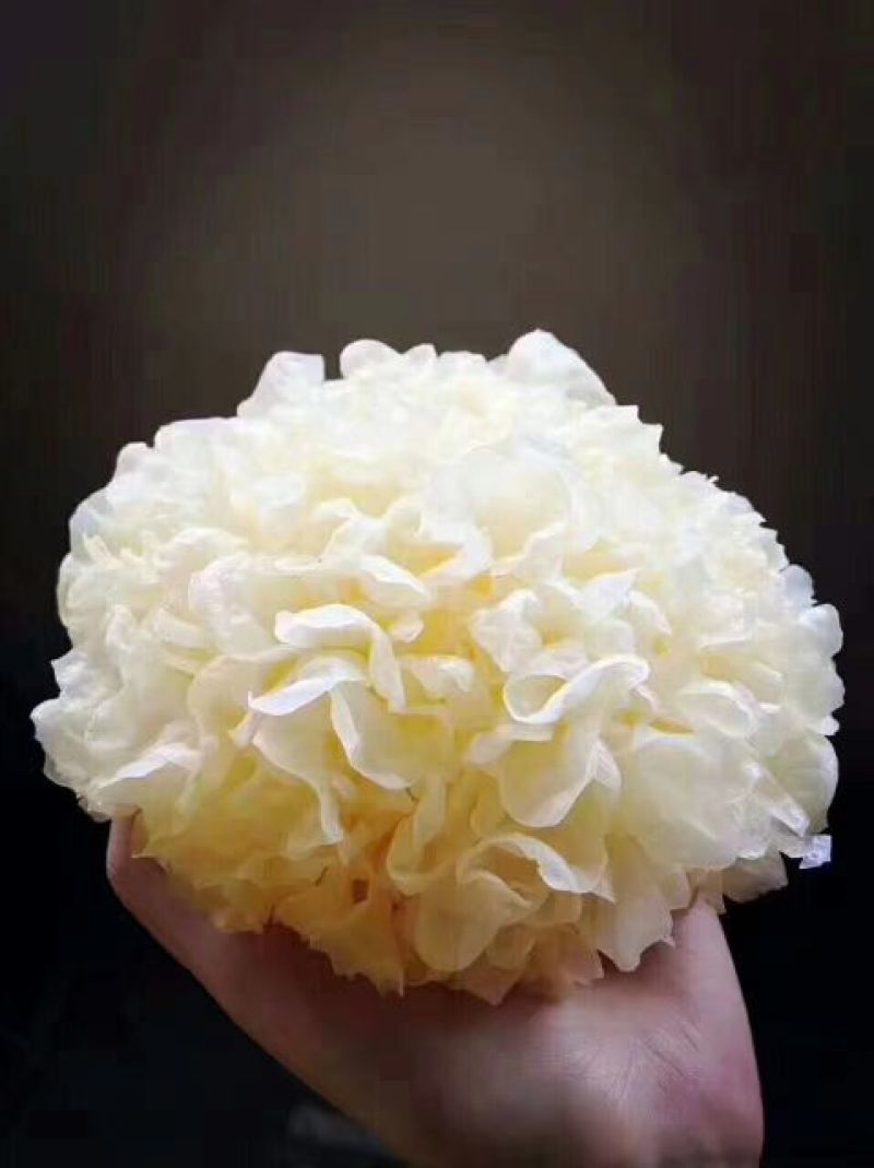 优质银耳，黄金耳大量现货