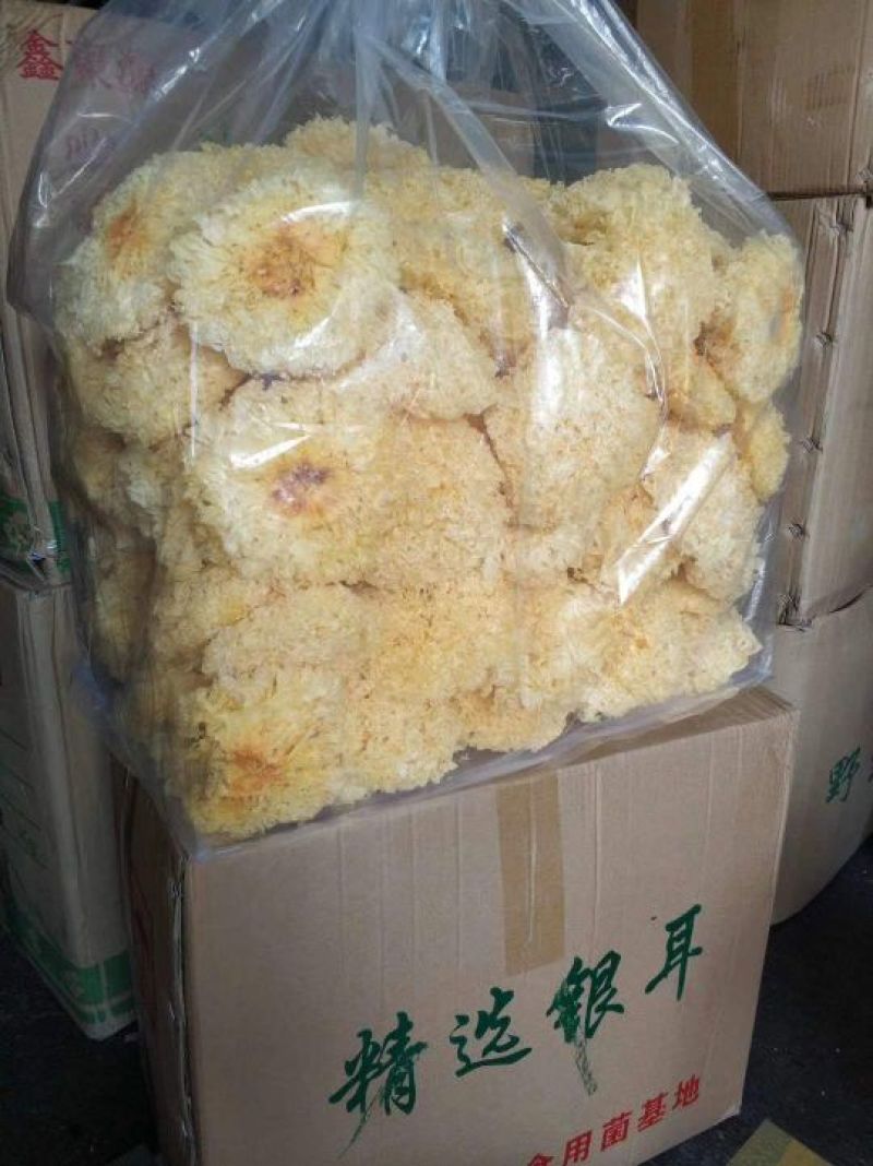 优质银耳，黄金耳大量现货