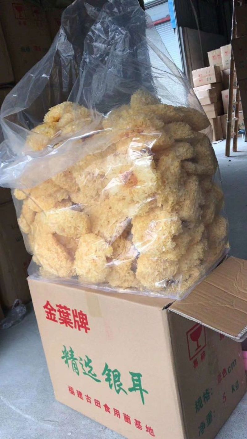 优质银耳，黄金耳大量现货