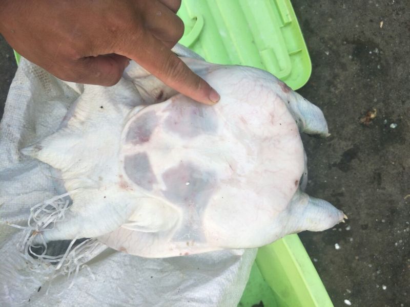 极品老甲鱼