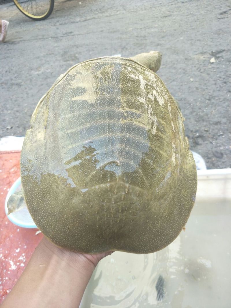 极品老甲鱼