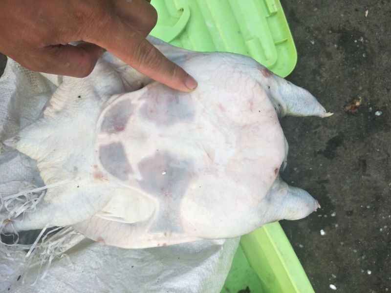 极品老甲鱼
