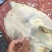 极品老甲鱼