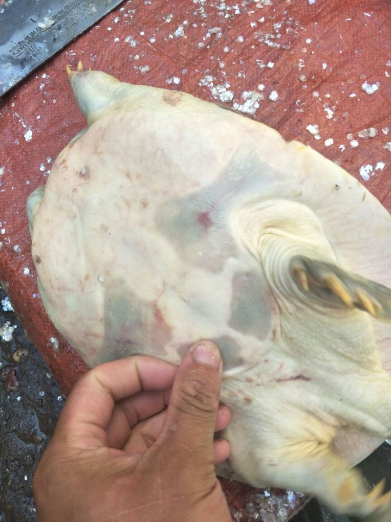 极品老甲鱼