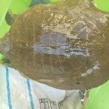 极品老甲鱼