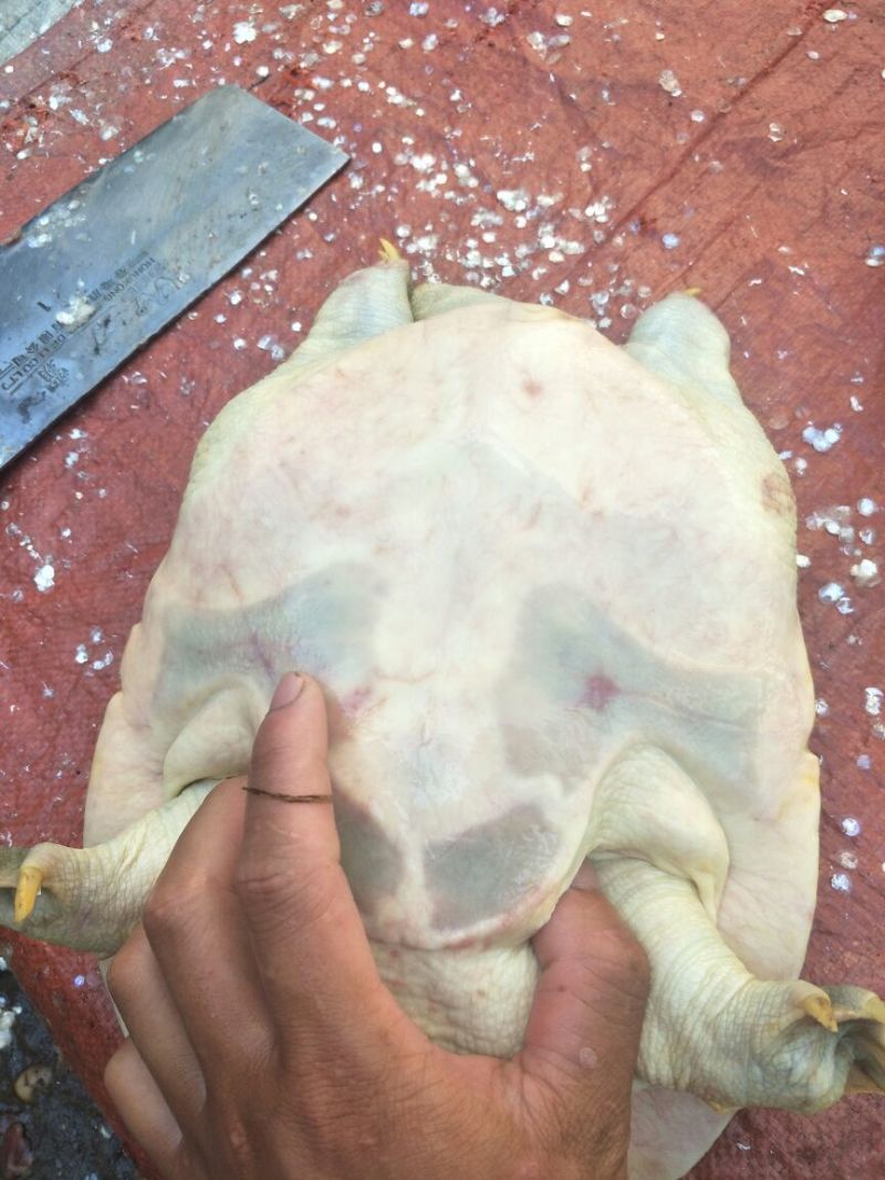 极品老甲鱼