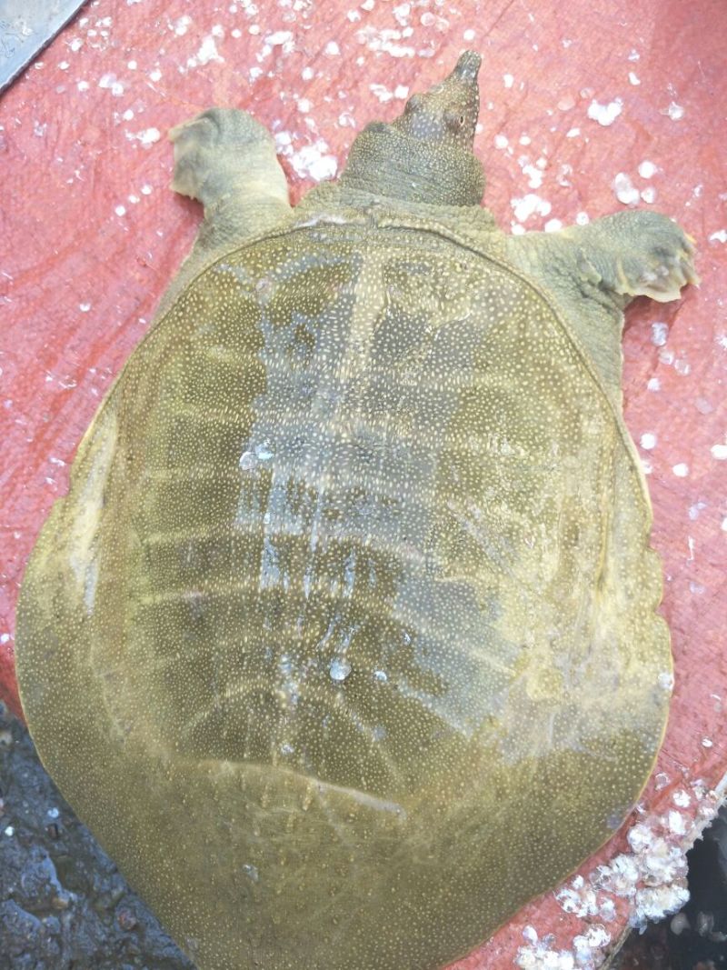极品老甲鱼