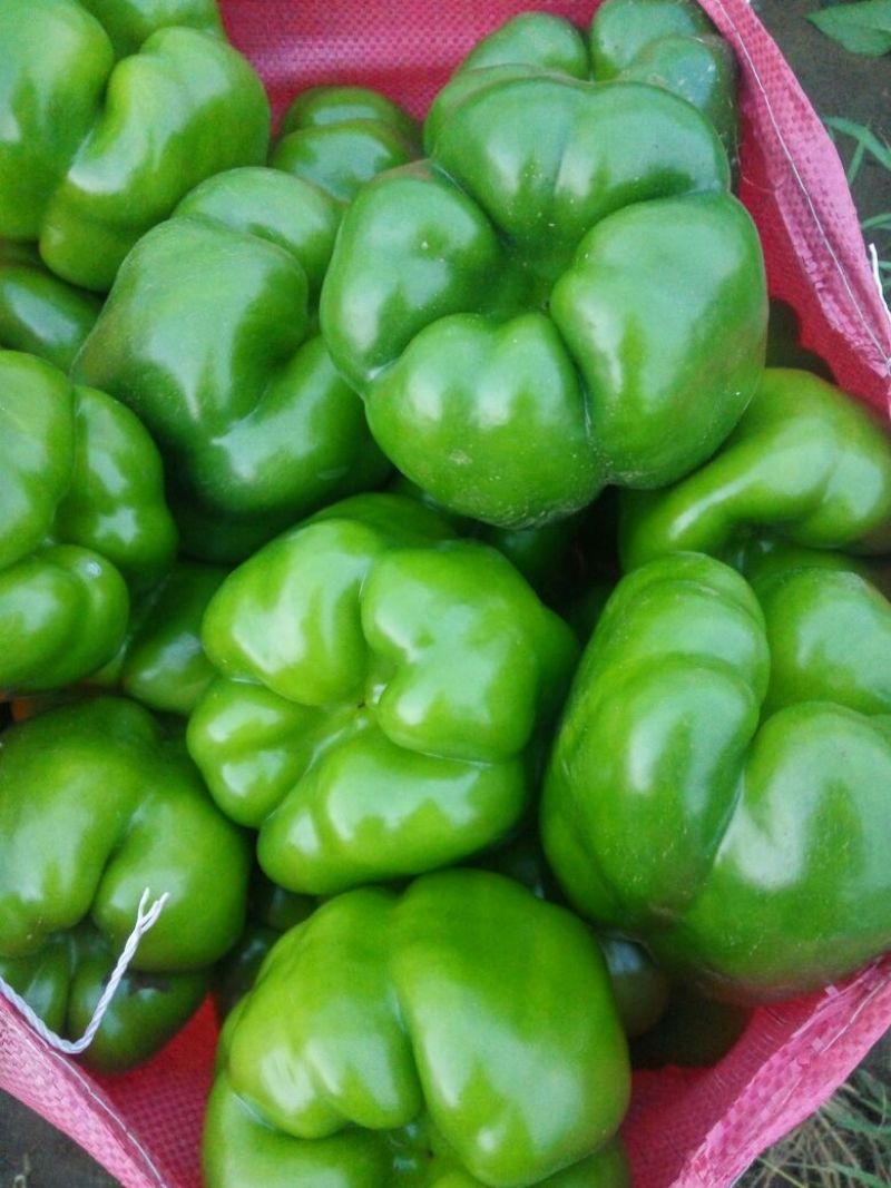 园椒圆椒尖椒大量上市，供应到国庆，质量好，价格美丽，