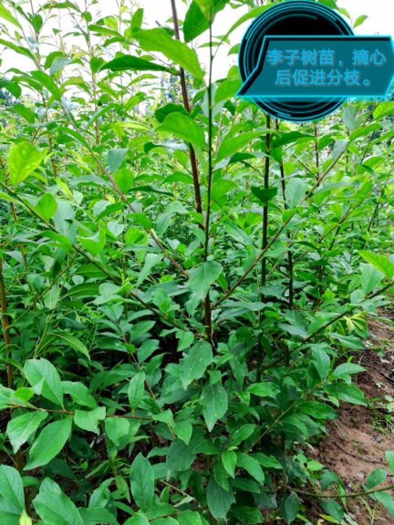 李子树苗冰糖李子树苗青皮黄肉6月15号成熟纯甜