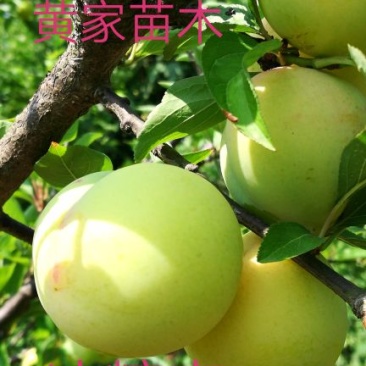 李子树苗冰糖李子树苗青皮黄肉6月15号成熟纯甜