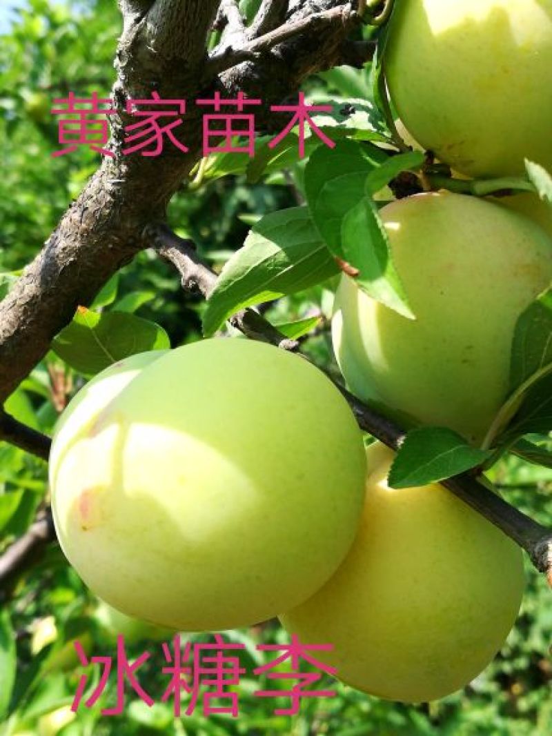 李子树苗冰糖李子树苗青皮黄肉6月15号成熟纯甜