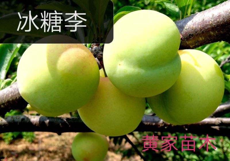 李子树苗冰糖李子树苗青皮黄肉6月15号成熟纯甜