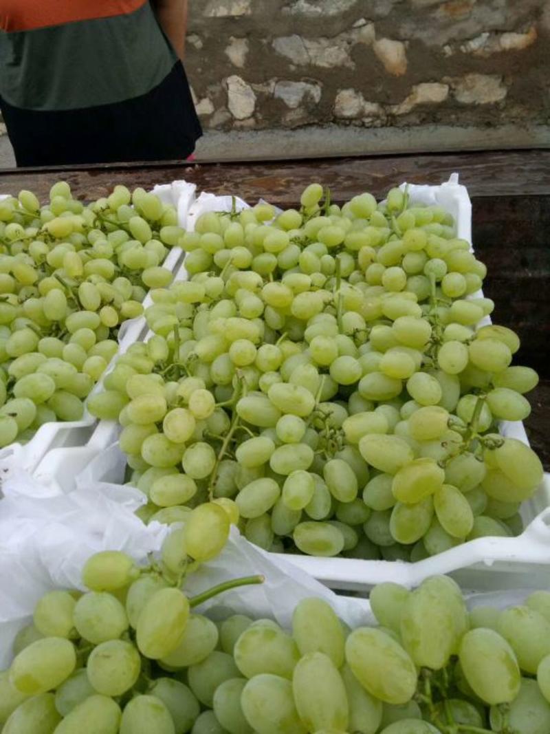 基地直发维多利亚葡萄，颗粒饱满，大量有现货！