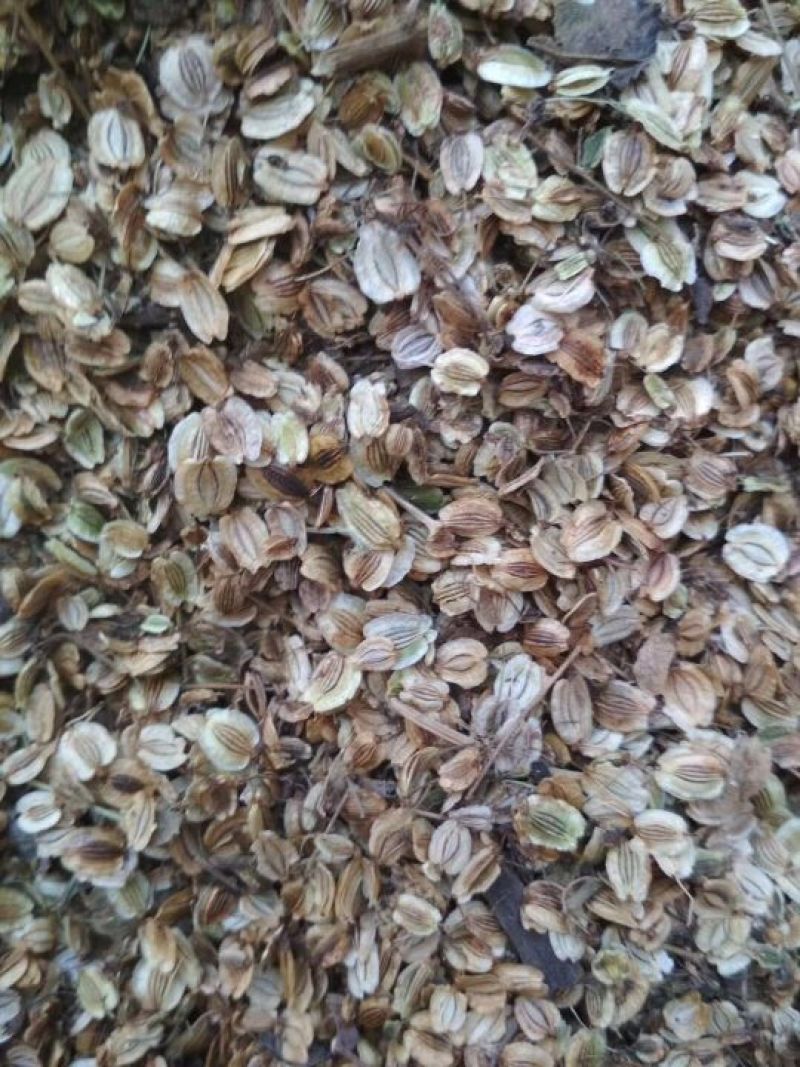 白芷片，白芷个子，药食同源，一年生品种，