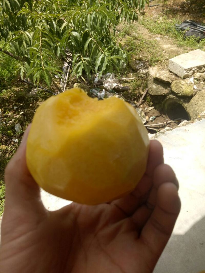 黄桃，早熟上市，四两起。三门县黄桃。。。。。。