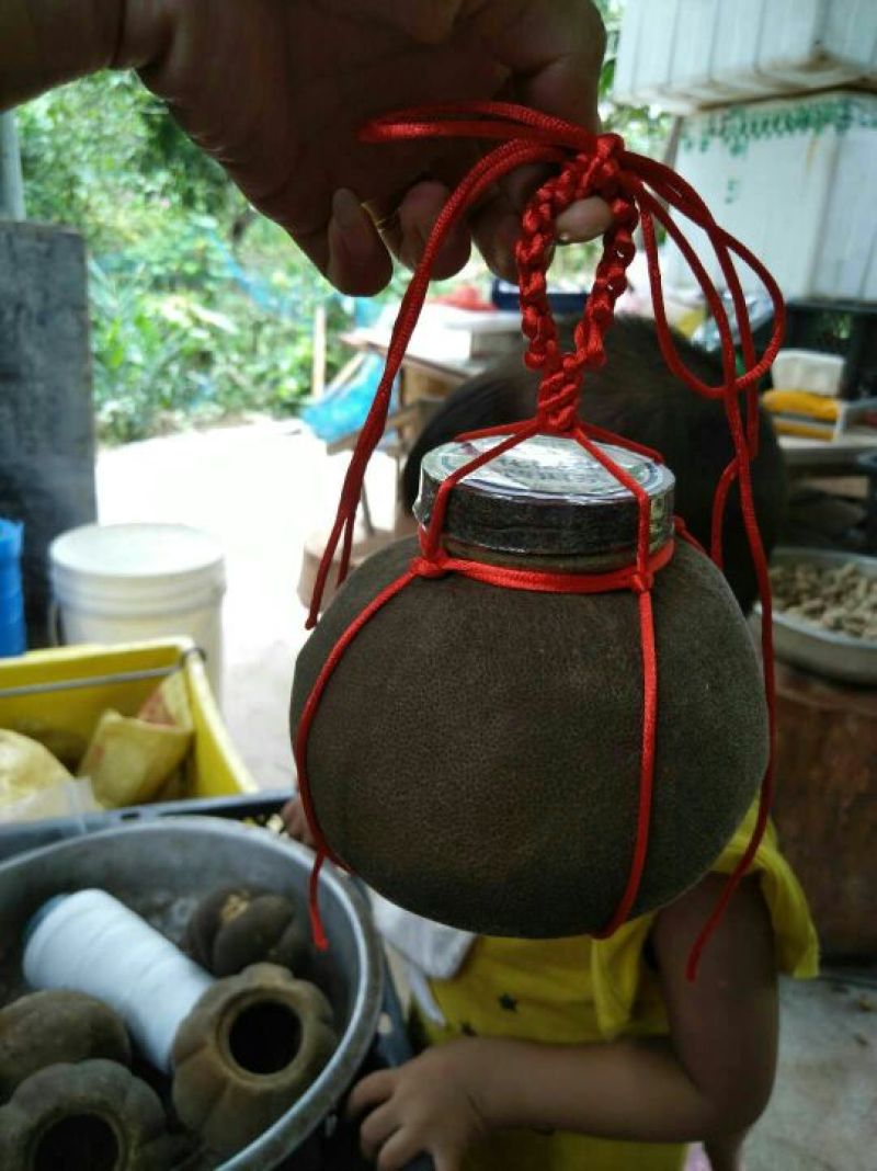 正宗化州橘红正毛果，工艺茶