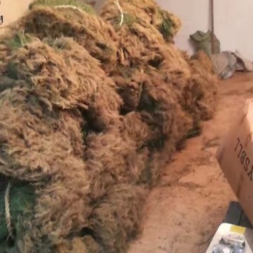 带根半枝莲50斤起批，运费物流包邮自提