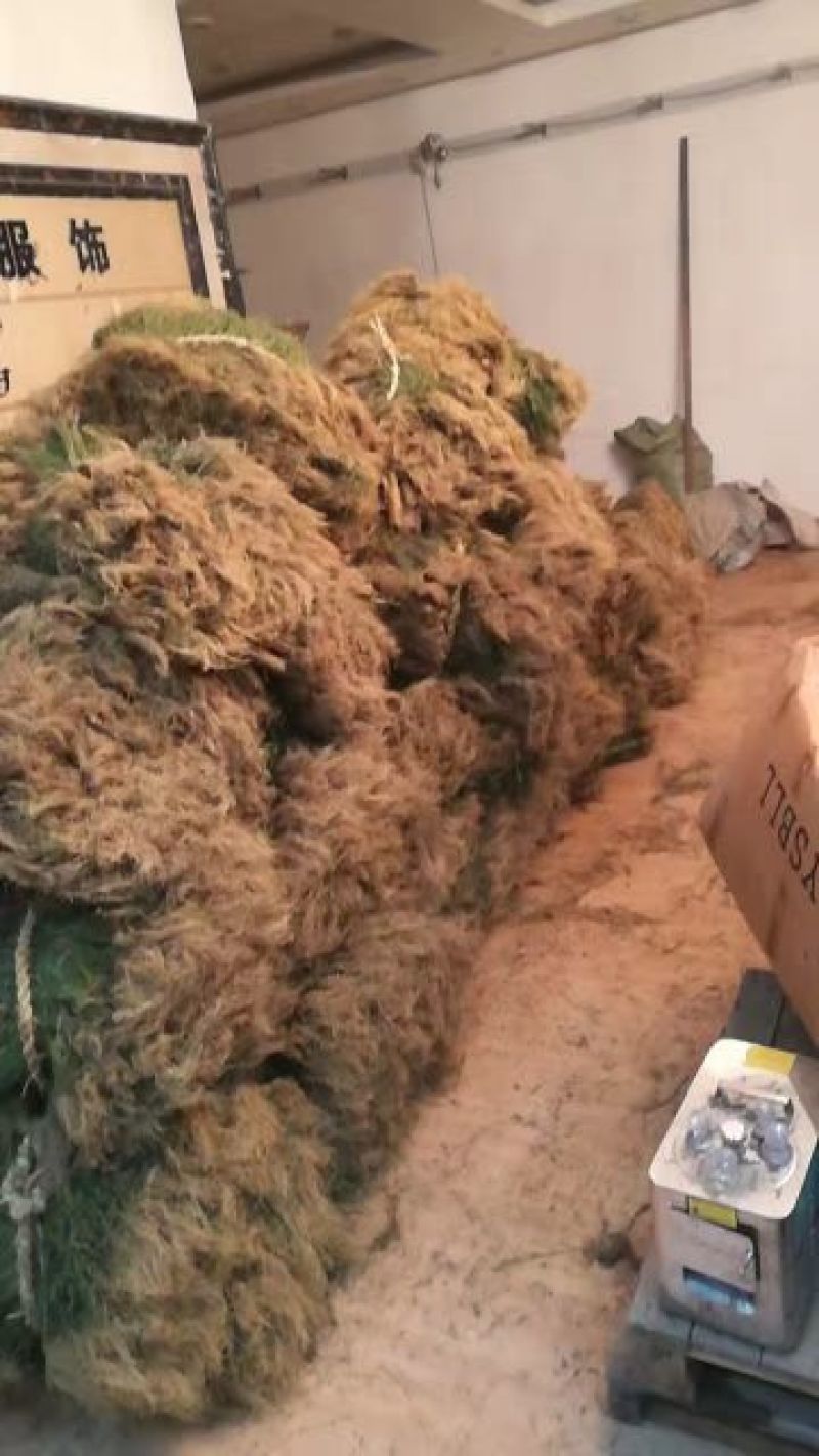 带根半枝莲50斤起批，运费物流包邮自提