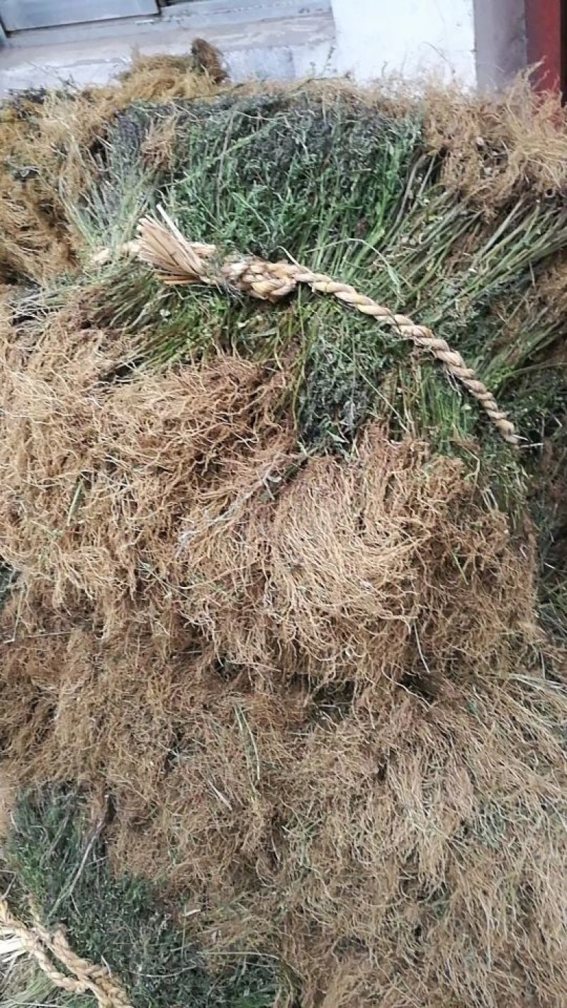 带根半枝莲50斤起批，运费物流包邮自提