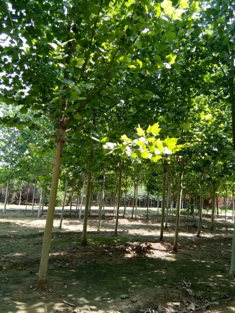 法桐
