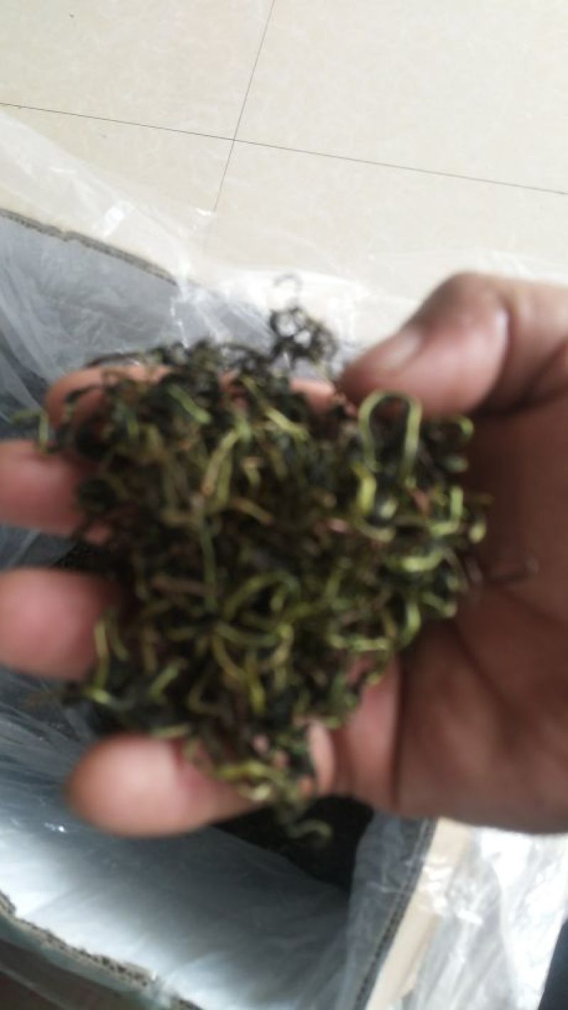 蒲公英