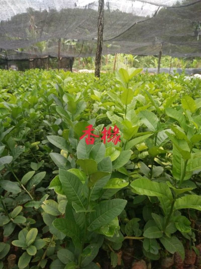 香橼苗