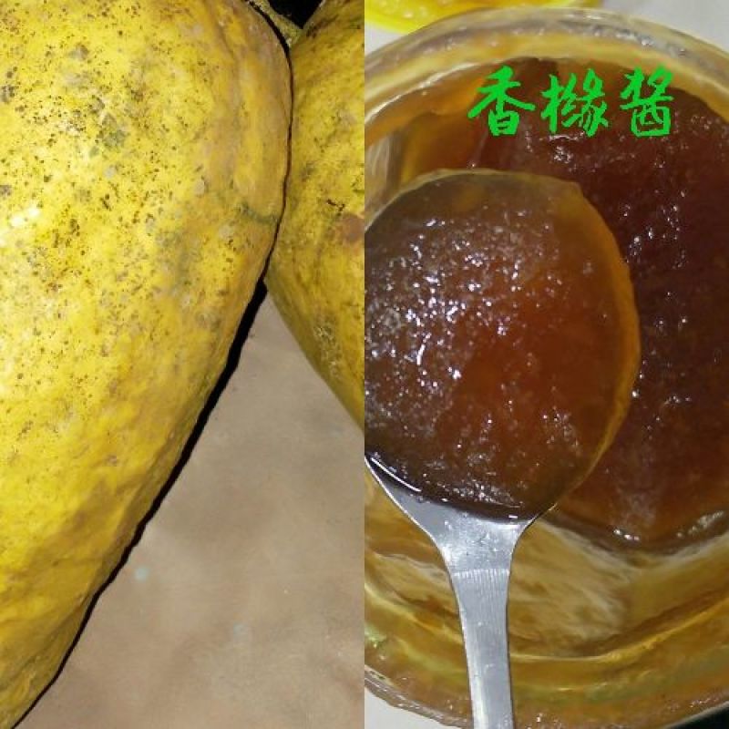 香橼苗