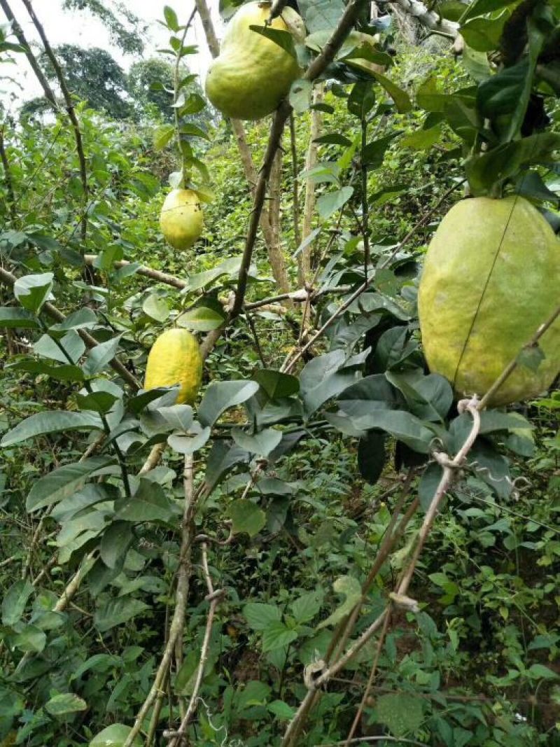 香橼苗