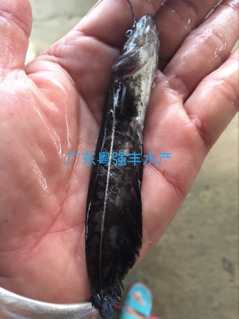 南方大口鲶鱼苗批发鱼苗养殖基地直供鲶鱼苗