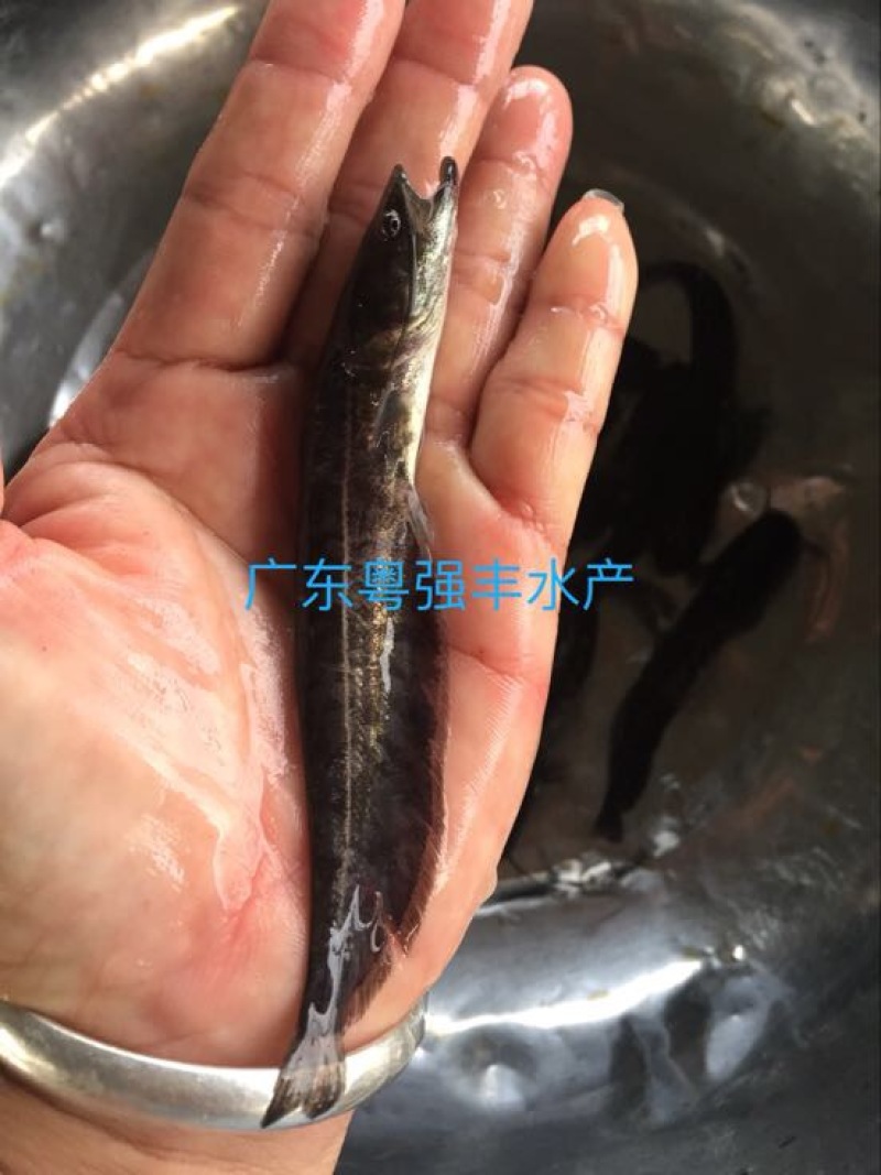 南方大口鲶鱼苗批发鱼苗养殖基地直供鲶鱼苗