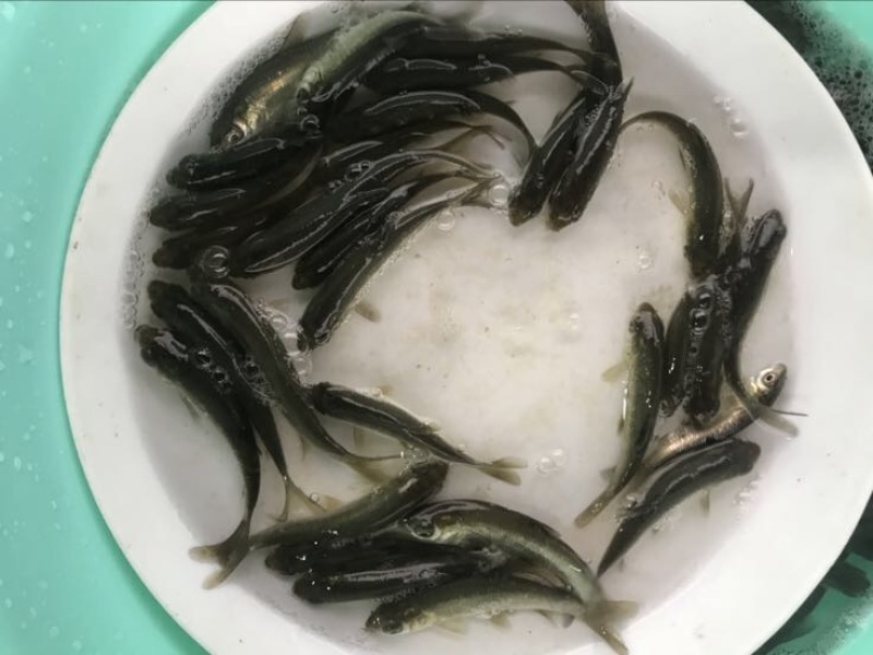 长江草鱼苗出售，鱼苗养殖基地直供草鲩鱼苗批发