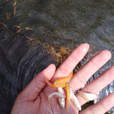 金丝鲩鱼苗