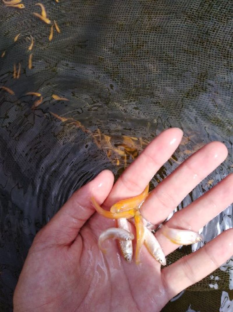 金丝鲩鱼苗