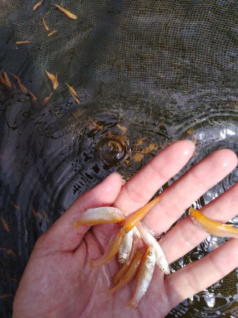 金丝鲩鱼苗