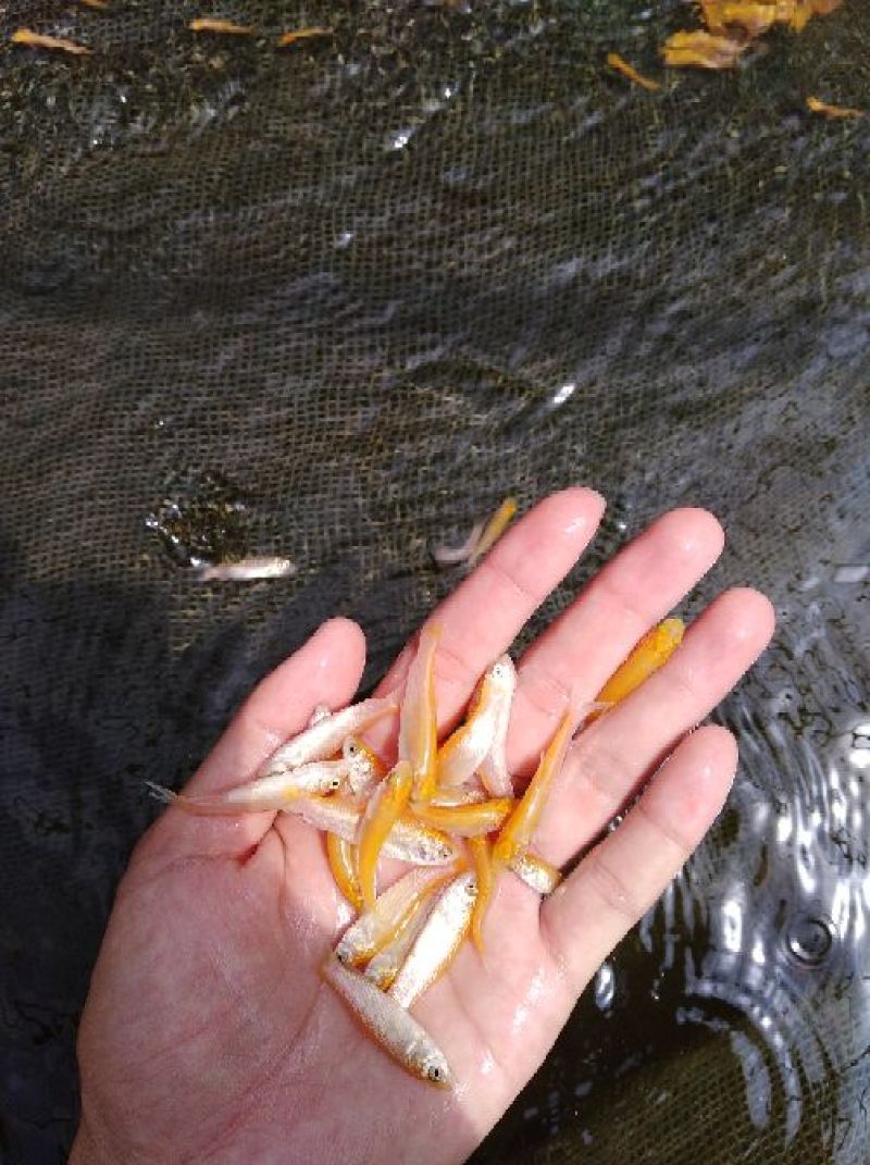 金丝鲩鱼苗