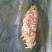金丝鲩鱼苗