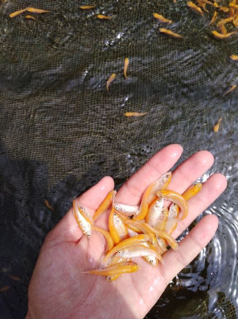 金丝鲩鱼苗