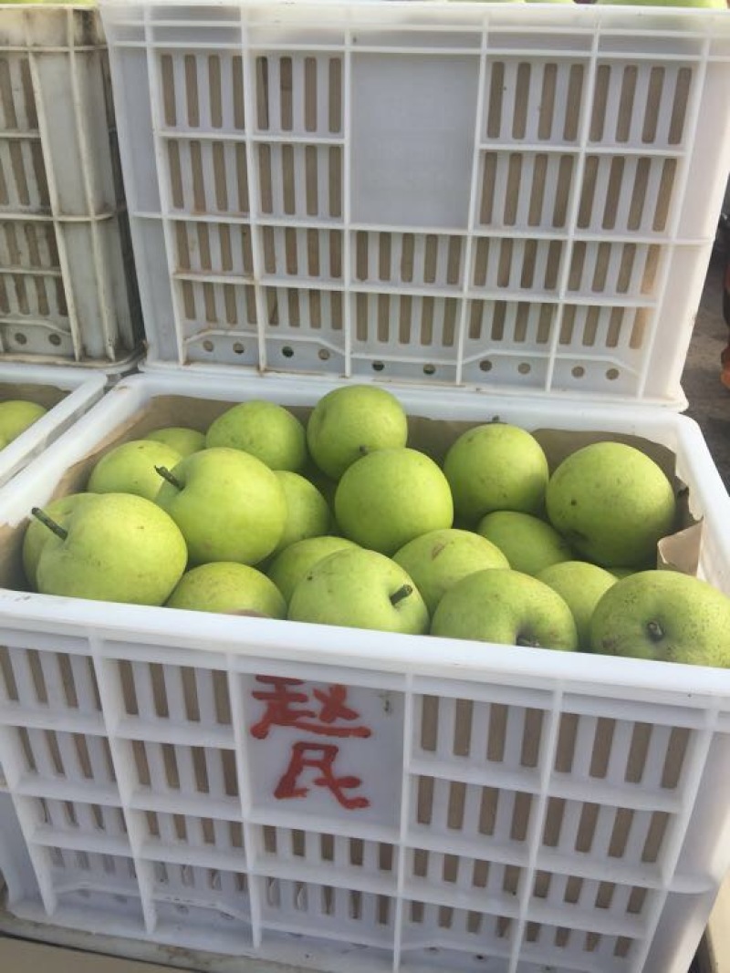皇冠梨350~400g光果青皮皇冠梨白皮皇冠梨量大从优